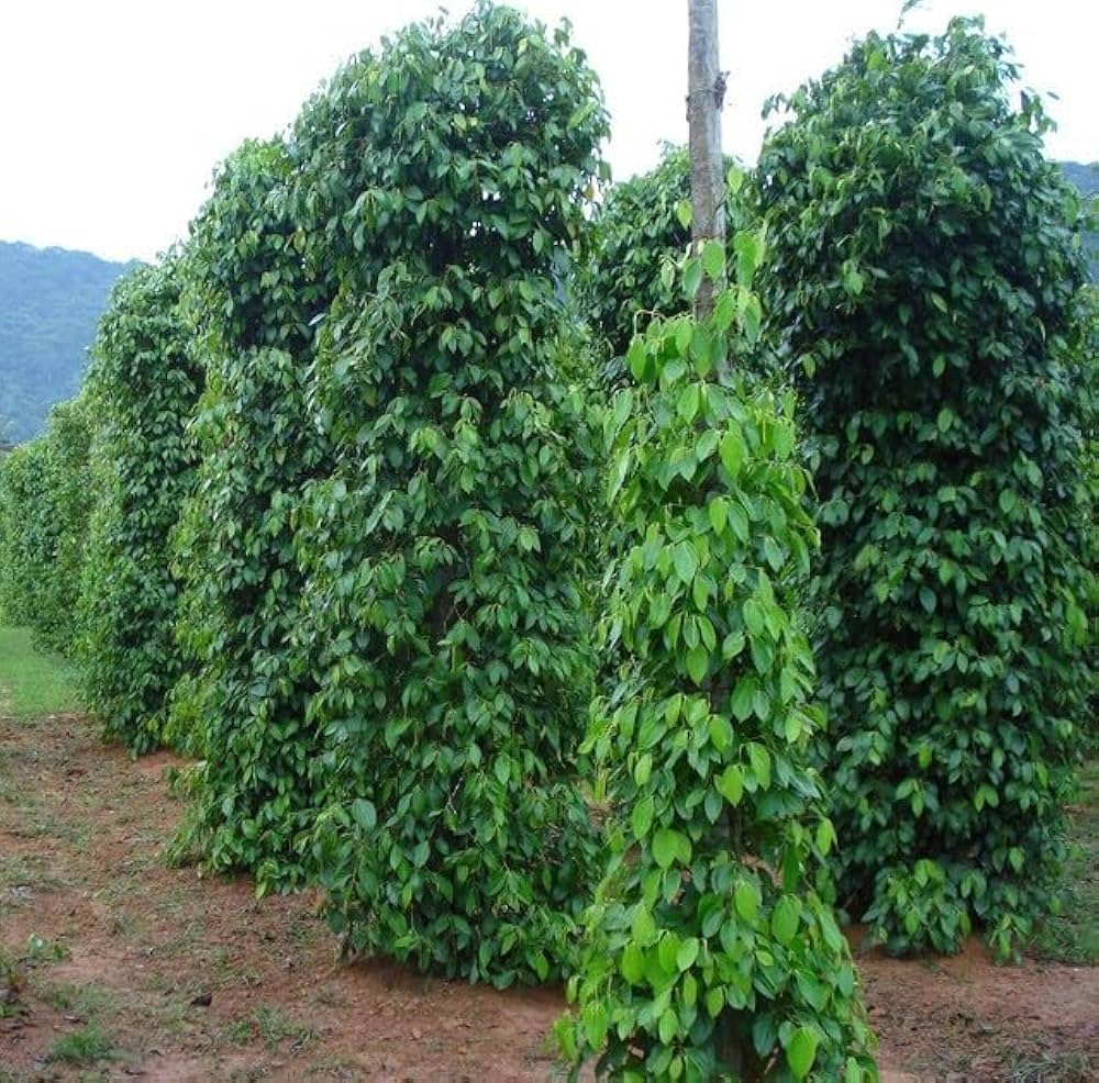 Pepper Vine Cultivation